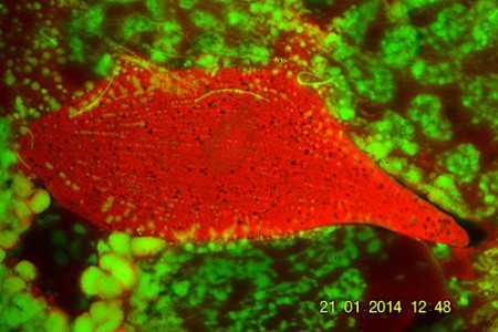 Protozoo tra spermatogoni di lombricus A.A.